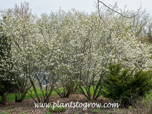 Autumn Brilliance Serviceberry (Amelanchier x grandiflora) 
(first week in May)